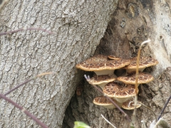 Cerioporus squamosus