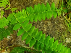 Marcgraviaceae