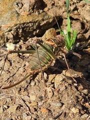 Steropleurus pseudolus