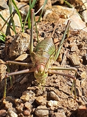 Steropleurus pseudolus