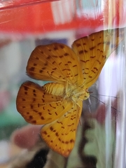 Emesis mandana
