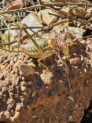 Steropleurus pseudolus