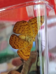 Emesis mandana
