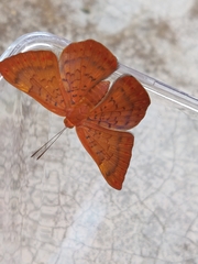Emesis mandana
