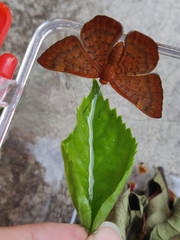 Emesis mandana