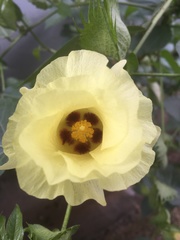 Gossypieae