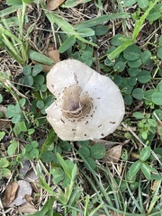 Chlorophyllum molybdites image