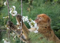 Macaca sylvanus