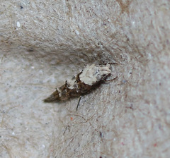 Mompha murtfeldtella