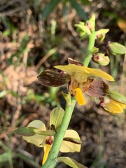 Eulophia streptopetala