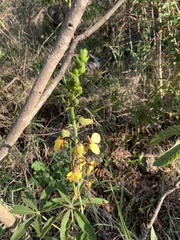 Eulophia streptopetala