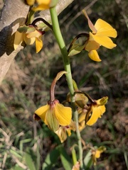 Eulophia streptopetala