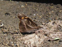 Libythea myrrha
