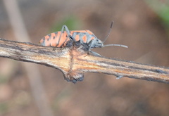 Spilostethus rivularis