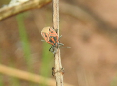 Spilostethus rivularis