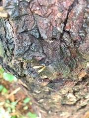 Reticulitermes hageni