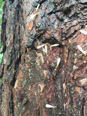 Reticulitermes hageni