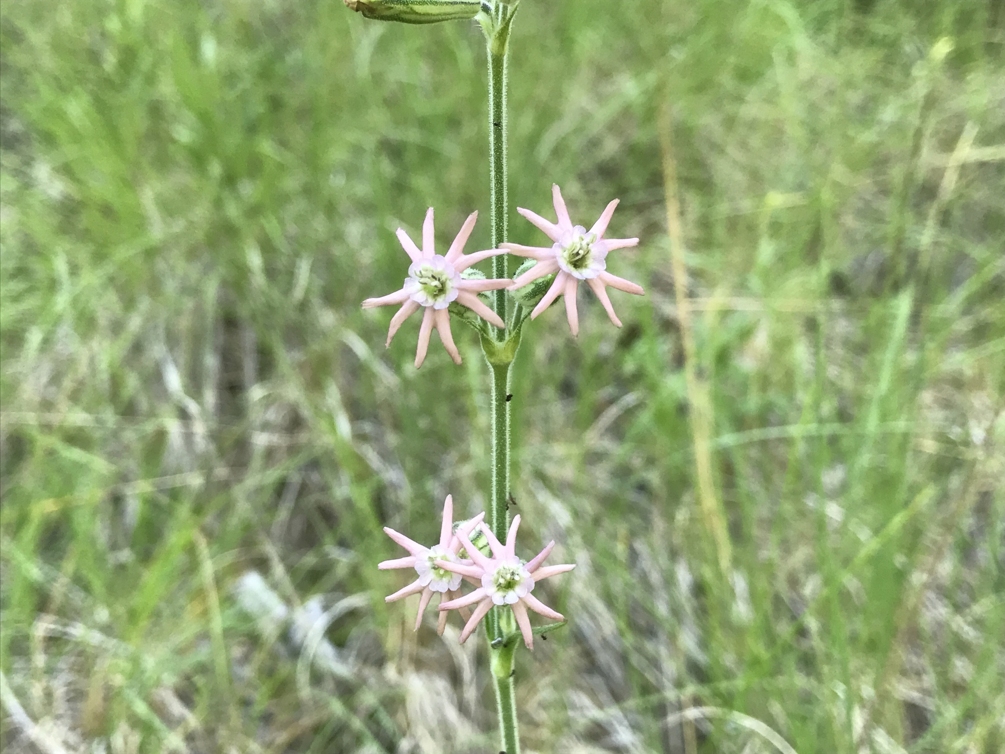 Silene scouleri ssp. pringlei