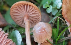 Laccaria laccata