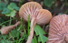Laccaria laccata