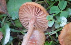 Laccaria laccata