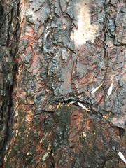 Reticulitermes hageni