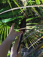 Amorphophallus konjac