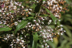 Aloysia citrodora