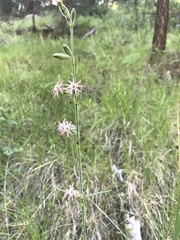 Silene scouleri pringlei