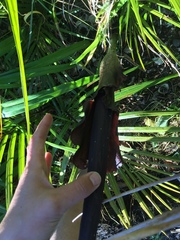 Amorphophallus konjac