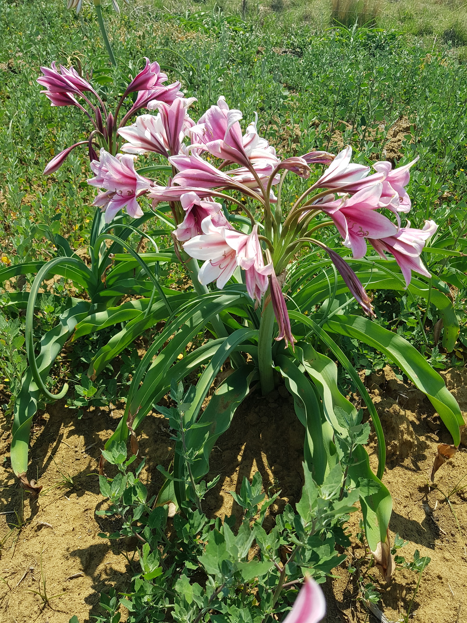 Crinum bulbispermum