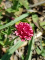 Trifolium africanum africanum