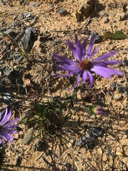 Machaeranthera