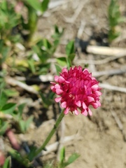 Trifolium africanum africanum