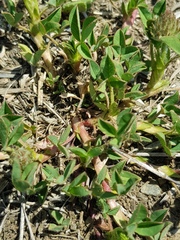 Trifolium africanum africanum