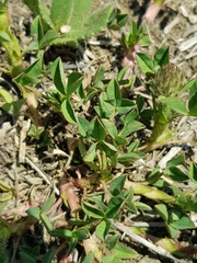 Trifolium africanum africanum