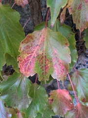 Parthenocissus tricuspidata