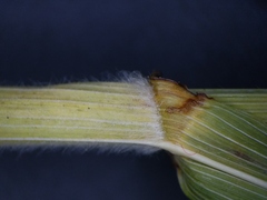Bromus latiglumis