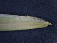 Bromus latiglumis