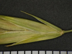 Bromus latiglumis