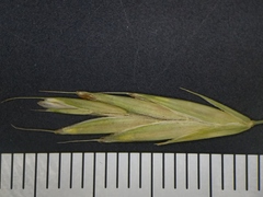 Bromus latiglumis