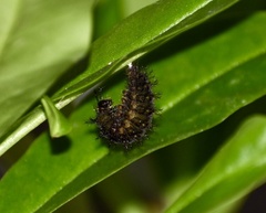 Anartia jatrophae