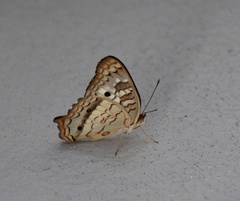 Anartia jatrophae