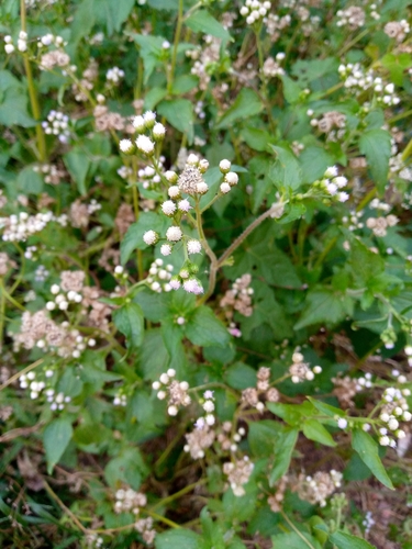 billygoat weed
