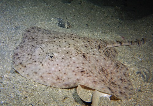 Amblyraja radiata