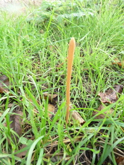 Macrotyphula fistulosa