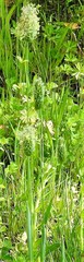 Alopecurus arundinaceus
