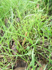 Macrotyphula fistulosa