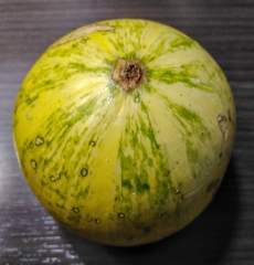 Cucurbita foetidissima