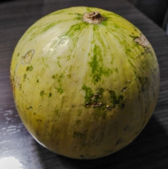 Cucurbita foetidissima